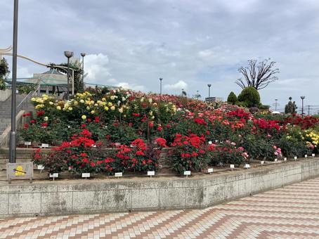 ばら公園 ばら公園の写真