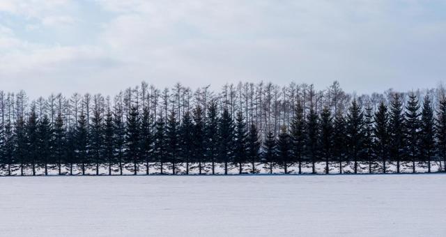 雪原に現れるモノトーンの世界 雪原に現れるモノトーンの世界の写真