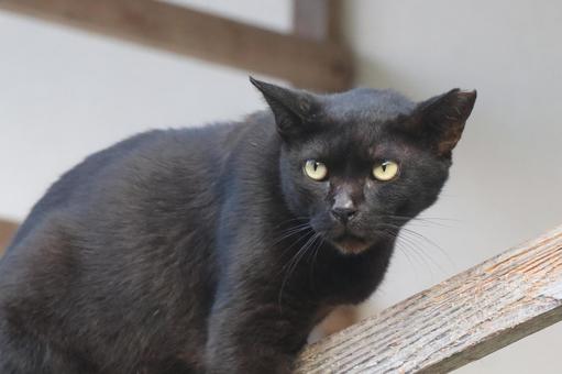 公園ネコ 沖縄県 那覇市 クロネコ 公園ネコ 沖縄県 那覇市 クロネコの写真