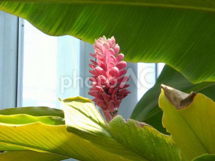 赤い松ぼっくり風ジンジャーの花 ジンジャー,花,植物の写真素材
