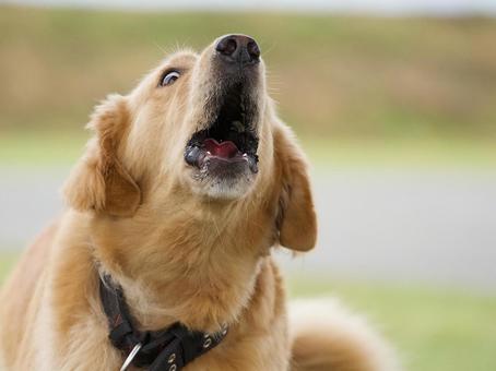 吠えるゴールデンレトリバー 吠えるゴールデンレトリバー 犬,ゴールデン,ゴールデンレトリバーの写真素材
