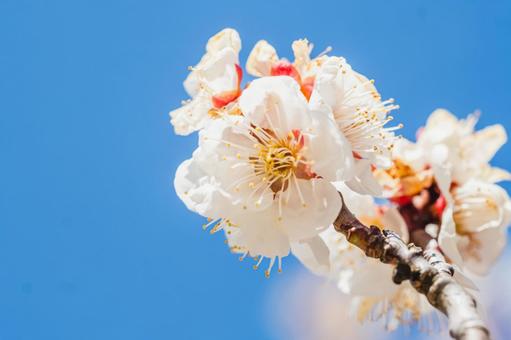 Plum Blossom, JPG Plum Blossom, JPG