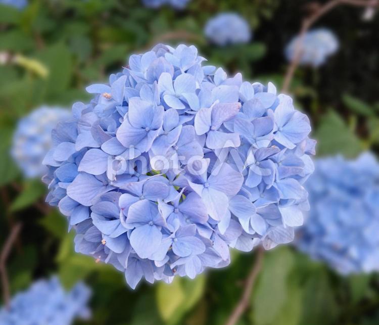 紫陽花２（切り抜きパス付き） 植物,花,紫陽花の写真素材