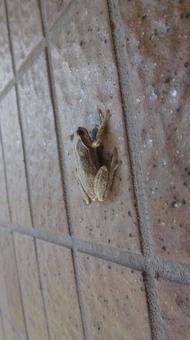 Tree frog Tree frog