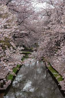 桜 桜の写真