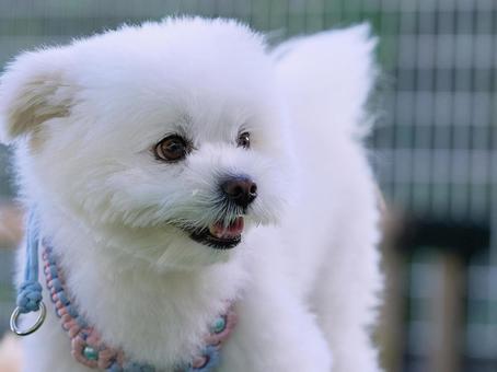 Photo, dog, mixed dog, a white dog, 