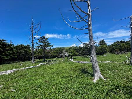 大台ヶ原正木ヶ原 大台ヶ原正木ヶ原 日出ヶ岳,正木ヶ原,正木峠の写真素材
