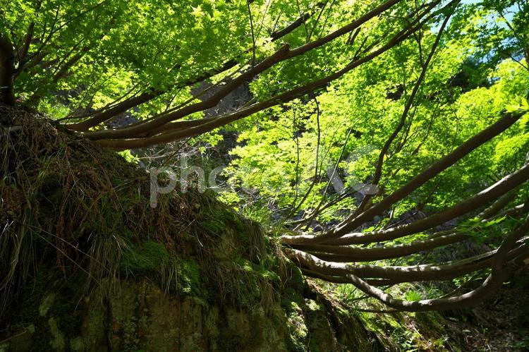 横に生える木 新緑,緑,葉の写真素材