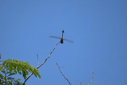 高い木の枝にオニヤンマが止まっていた 高い木の枝にオニヤンマが止まっていたの写真