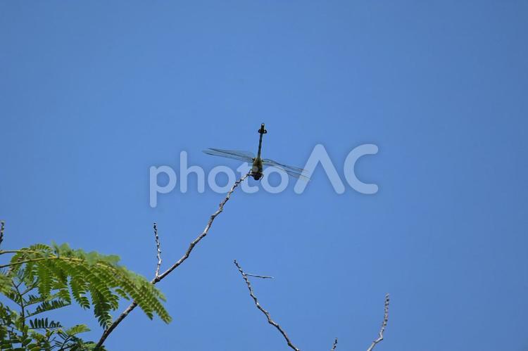 高い木の枝にオニヤンマが止まっていた オニヤンマ,昆虫,8月の写真素材