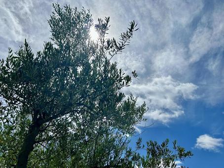 オリーブの木と青空 オリーブの木と青空の写真