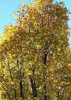 Photo, keyaki, keyaki tree, a row of trees, 