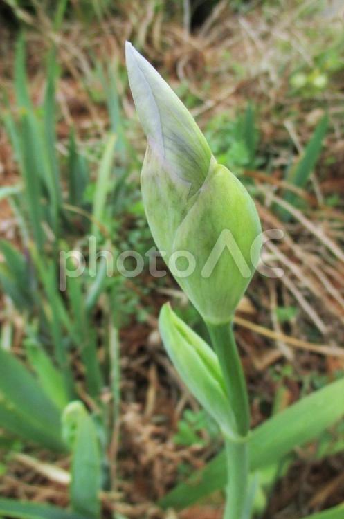 ジャーマンアイリスの蕾 ジャーマンアイリス,蕾,植物の写真素材