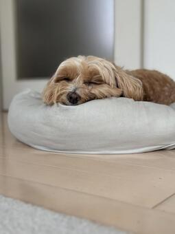 ペットとの快適な日常をイメージする犬 犬,ペット,小型犬の写真素材