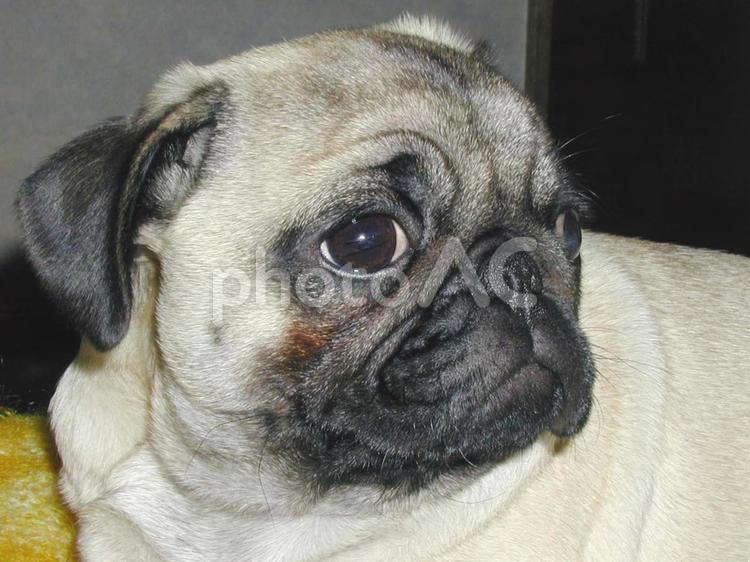 パグの赤ちゃんの可愛い表情 パグ,犬,ペットの写真素材