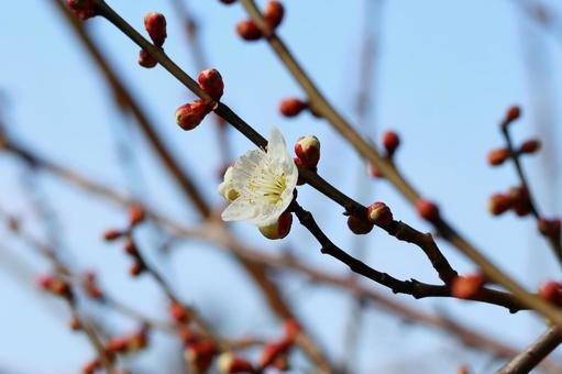 開花した一輪の白梅 開花した一輪の白梅の写真