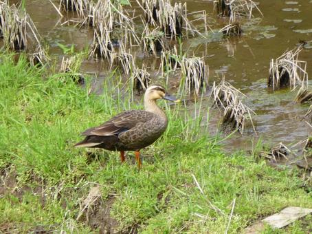 Spring: Spot-billed ducks walking along the paddy field path, JPG