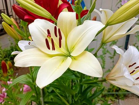 Photo, yuri, lily, perennial grass, 