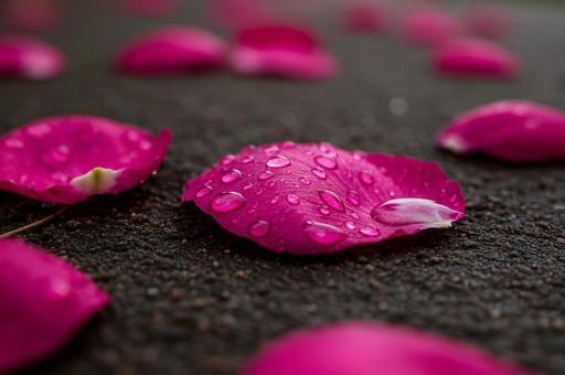 アスファルトの上に落ちたバラの花びらの写真
