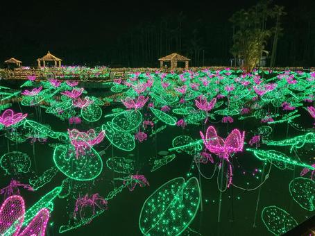夜の植物園 夜の植物園の写真