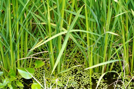 青々と伸びる夏の水田の稲 稲,稲穂,田んぼの写真素材