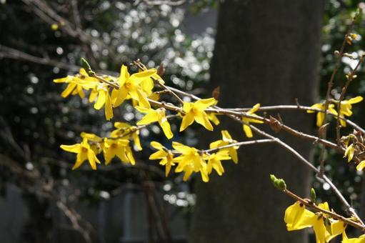 Photo, forsythia, blooming landscape, flowers and trees, 