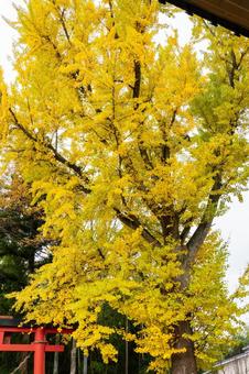 秋の道祖神社 秋,イチョウ,黄葉の写真素材