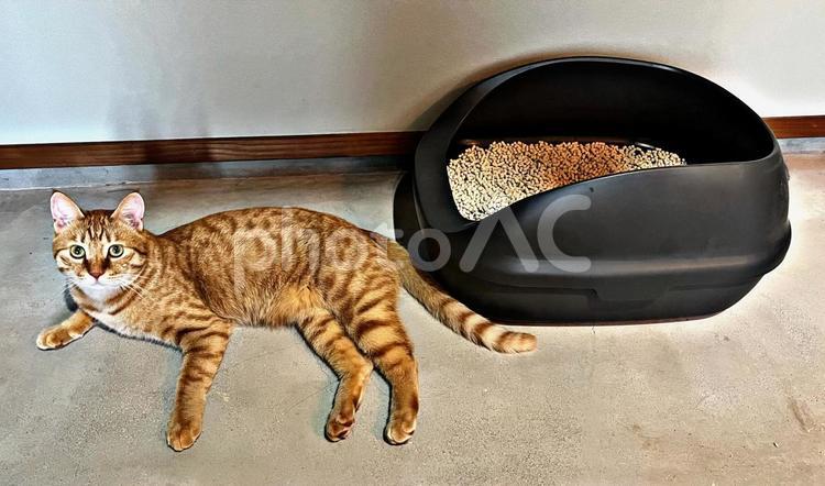 猫とトイレ ネコ,トイレ,猫砂の写真素材