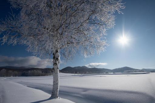 朝の光に輝く樹氷と白樺が立つ雪原 樹氷,光,太陽の写真素材