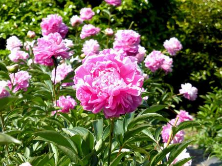 公園の花壇に群生するピンクのシャクヤク 公園の花壇に群生するピンクのシャクヤクの写真