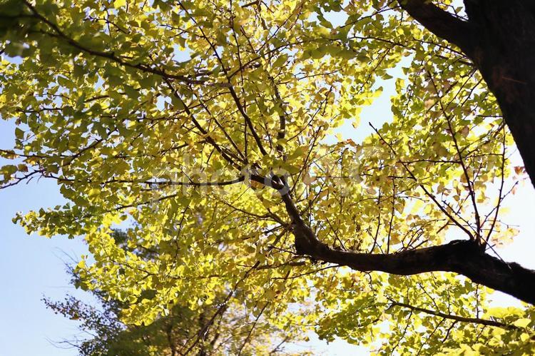 秋の空に映えるイチョウの木 秋,イチョウ,青空の写真素材