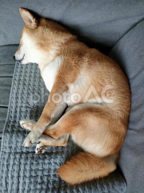 足をそろえて眠る柴犬くるみです！ 犬,柴犬,シバの写真素材