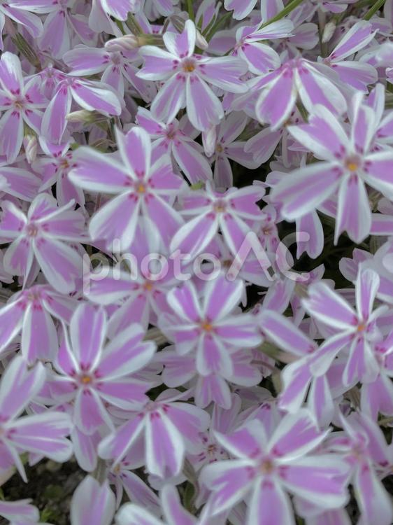 芝桜 芝桜,5月,初夏を感じるの写真素材