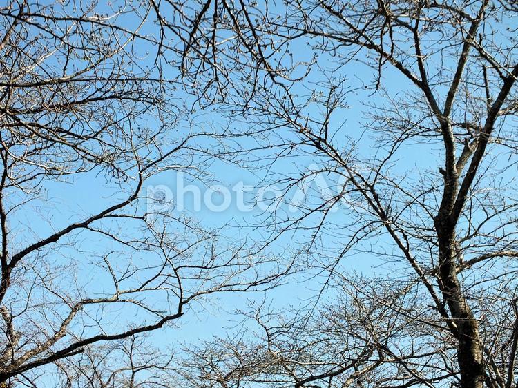 桜の枝が広がる青空 桜の木,枝,枝先の写真素材