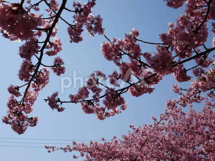 小さな公園の桜-63 公園,小さい,桜の写真素材