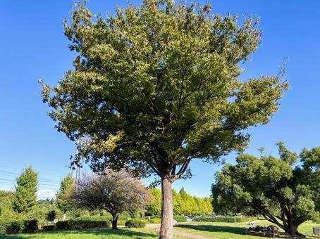 1本の木 木,樹木,1本の写真素材