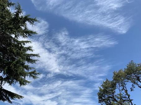 東京郊外の青い空と雲 空,青空,雲の写真素材