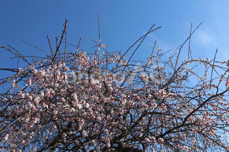 しだれ桜 桜,さくら,春の写真素材