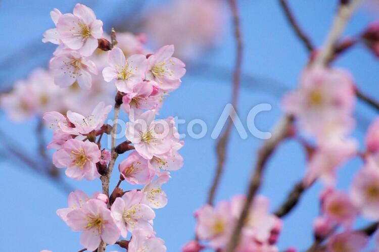 早咲き桜-298 桜,早咲き桜,一重の写真素材