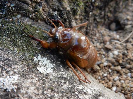 【昆虫写真】地上にでてきた蝉の幼虫 【昆虫写真】地上にでてきた蝉の幼虫の写真