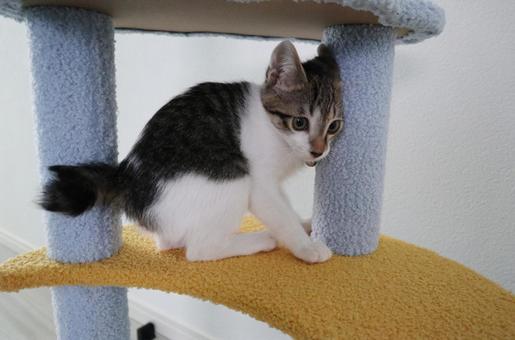 子猫09 子猫,ねこ,ペットの写真素材