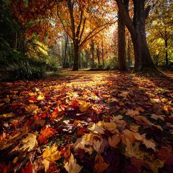 黄金色の光に包まれた秋の公園の写真
