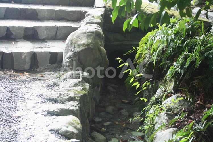 枯れた水路 緑,光,階段の写真素材