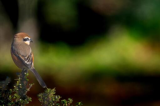 枝にとまるモズ・百舌鳥・コピースペース モズ,百舌鳥,野鳥の写真素材