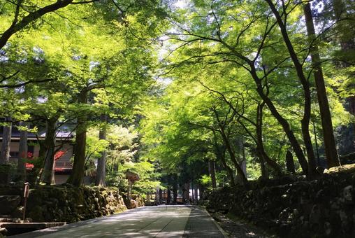 初夏の永平寺 初夏の永平寺 寺,永平寺,寺院の写真素材