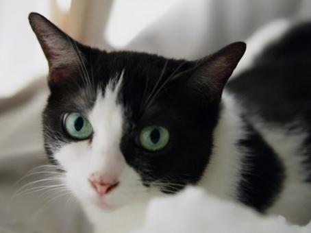 Photo, cat, a pet, animal, 