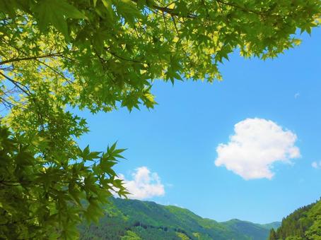 青もみじの木陰 青もみじの木陰の写真
