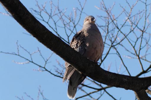 Photo, bird, pheasant, yamabato, 
