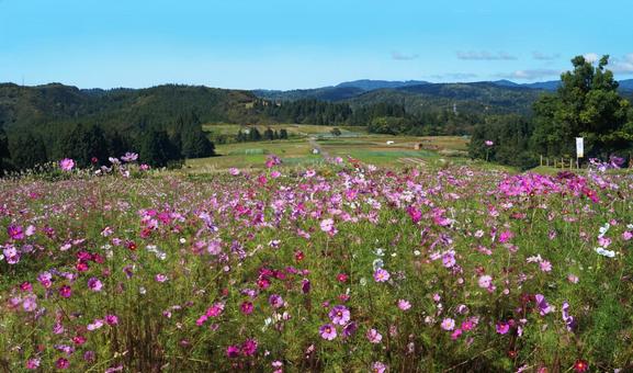 「上原(ウワッパラ)高原コスモス園」 「上原(ウワッパラ)高原コスモス園」 コスモス,秋桜,コスモス畑の写真素材