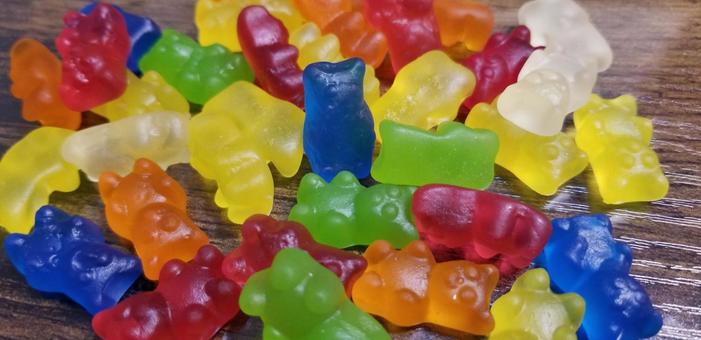 クマグミの写真